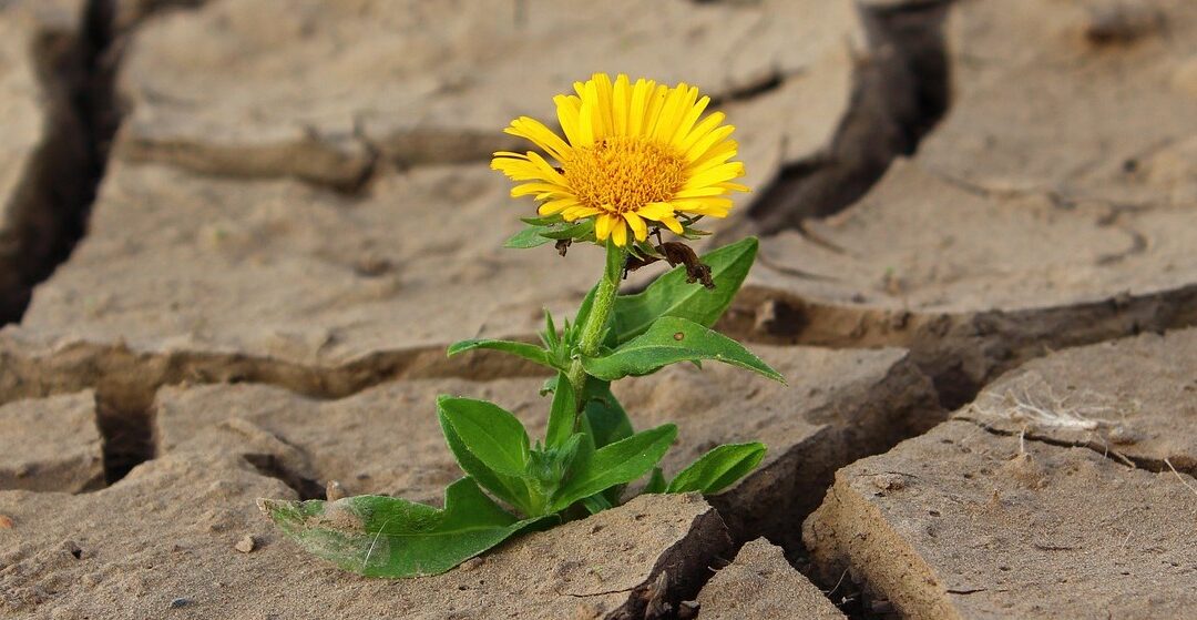 Resilienz als Zukunftskompetenz