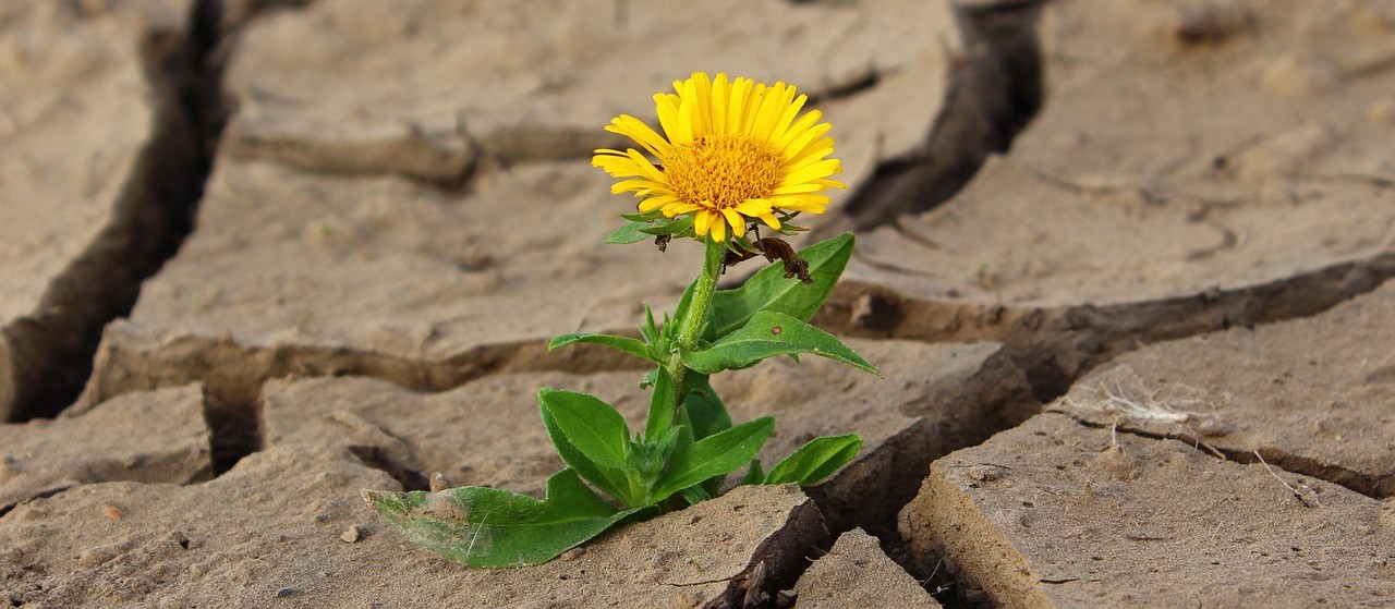 flower-887443_12801
